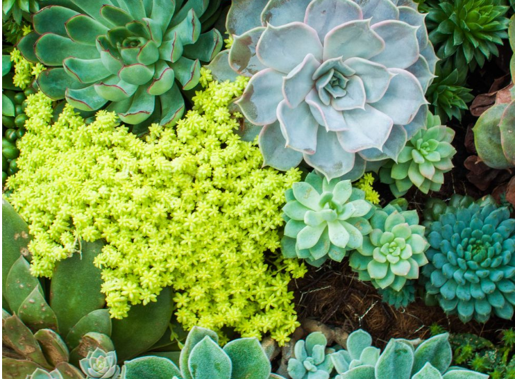 Las Mejores Imágenes de Flores de Plantas Suculentas