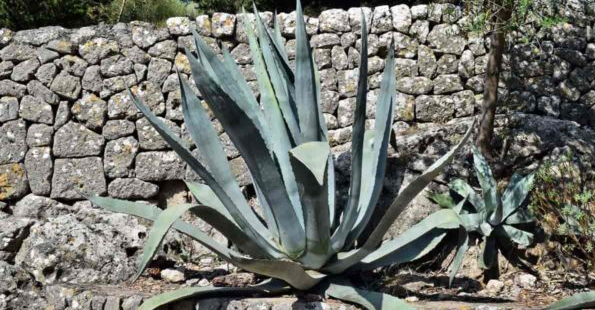 Planta del siglo: cultivo y cuidado del agave americano