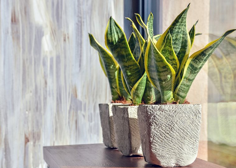 Plantas de serpientes: Cómo cultivar y cuidar la "Sansevieria"