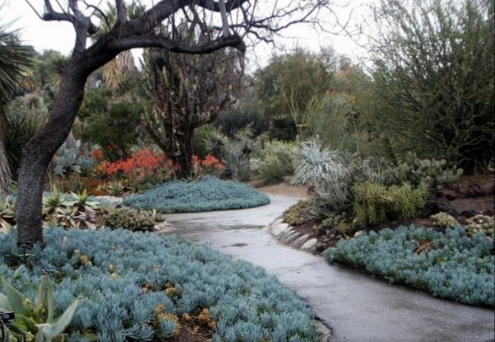 Plantas suculentas resistentes al exceso de agua