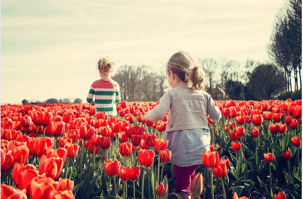 Por que gustan tanto los tulipanes- Origen, cuidados y propagación