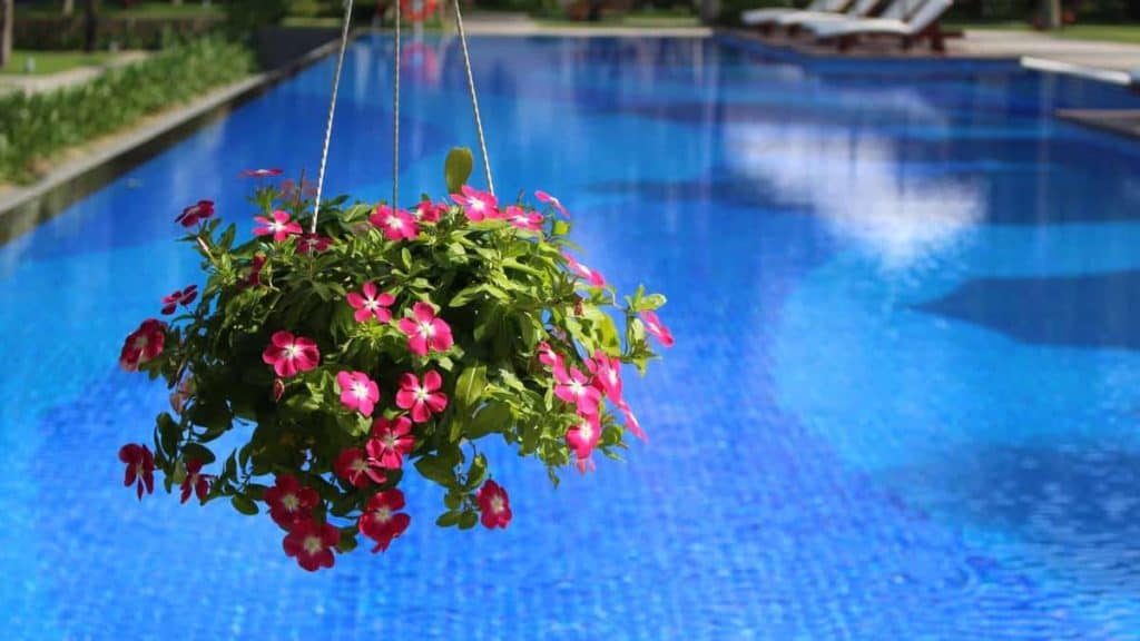 ¿Se pueden regar las plantas con agua de la piscina?
