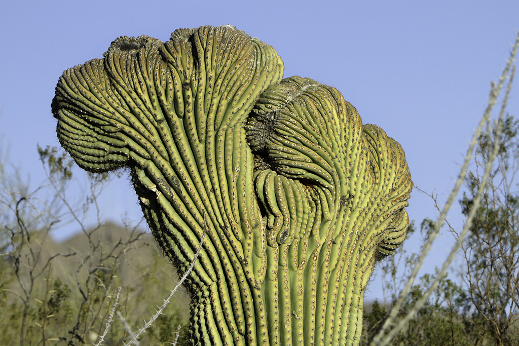 Suculentas crestadas o Cactus monstruoso?