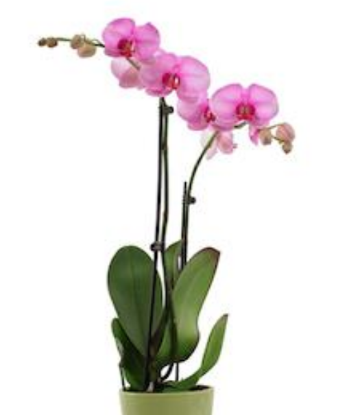 Todo lo que necesita saber sobre el cuidado de las orquídeas