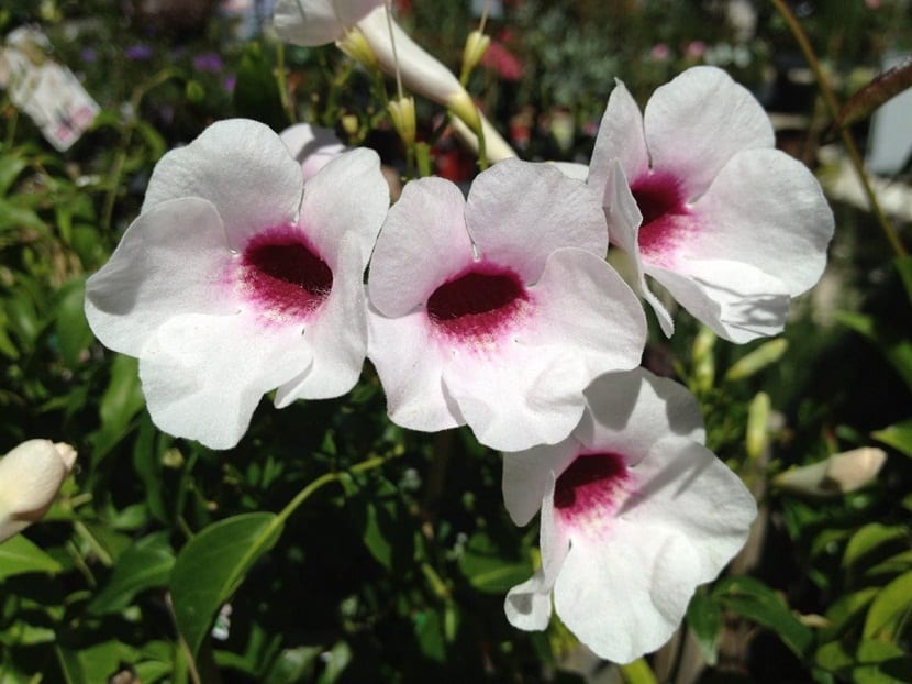 La Pandorea jasminoides es una planta trepadora con preciosas flores