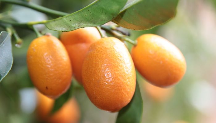 10 Beneficios Y Propiedades Del Kumquat