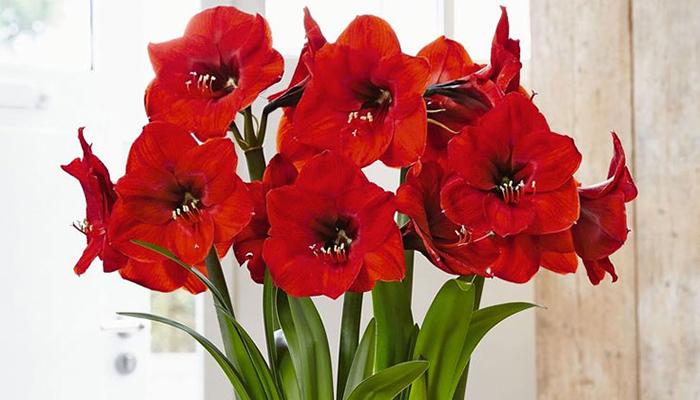 Amaryllis. Origen, Descripción, Variedades, Cultivo Y Cuidados