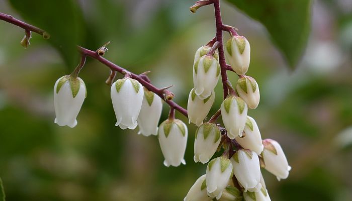 Andrómeda. Origen, Descripción, Cultivo, Cuidados, Propiedades