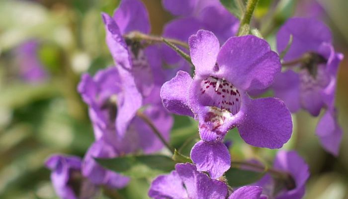 Angelonia. Origen, Descripción, Cultivo, Cuidados, Propiedades