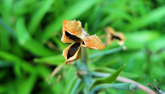 Anís Estrellado. Origen, Descripción, Cultivo, Cuidados, Propiedades.