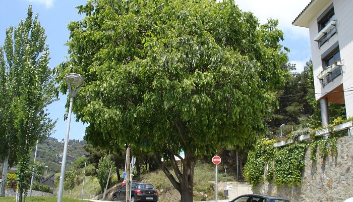 Árbol de  Almez. Origen, Descripción, Cultivo, Cuidados, Propiedades