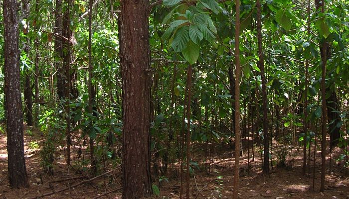 Árbol De La Quina. Origen, Descripción, Cultivo, Cuidados, Propiedades.