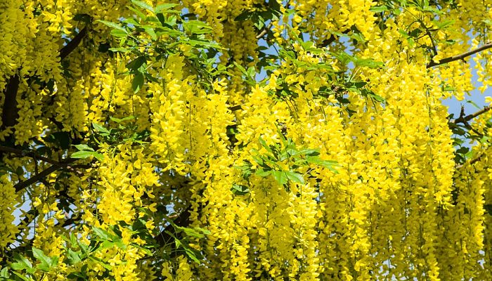 Árbol Laburnums. Origen, Descripción, Cultivo, Cuidados, Propiedades