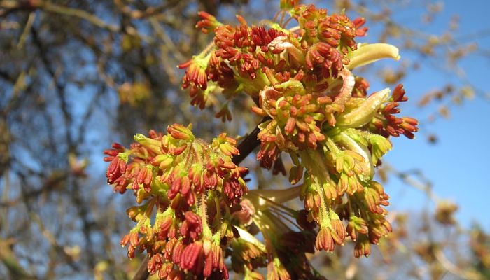 Arce Negundo. Origen, Descripción, Cultivo, Cuidados, Propiedades