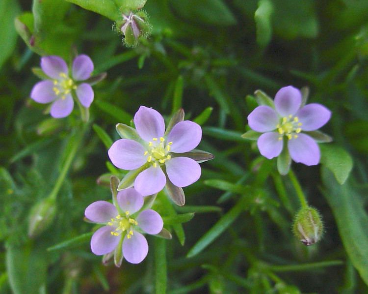 Arenaria rubra: fotos, tipos, significado, características, imágenes