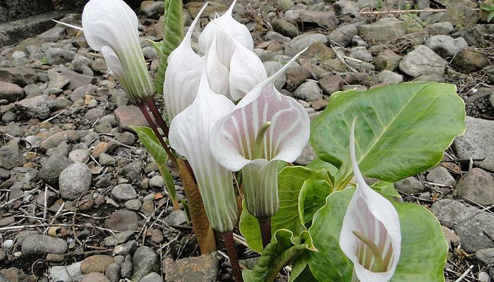 Arisaema. Origen, Descripción, Cultivo, Cuidados, Propiedades