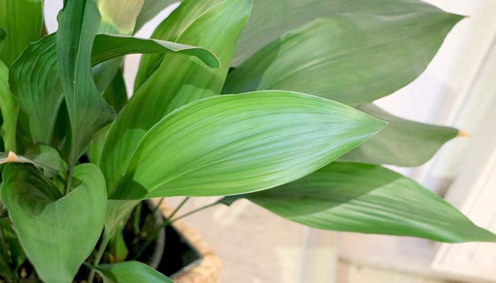 Aspidistra (Aspidistra elatior). Origen, Descripción, Variedades, Cultivo, Cuidados Y Usos