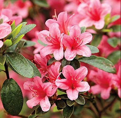 Azaleas