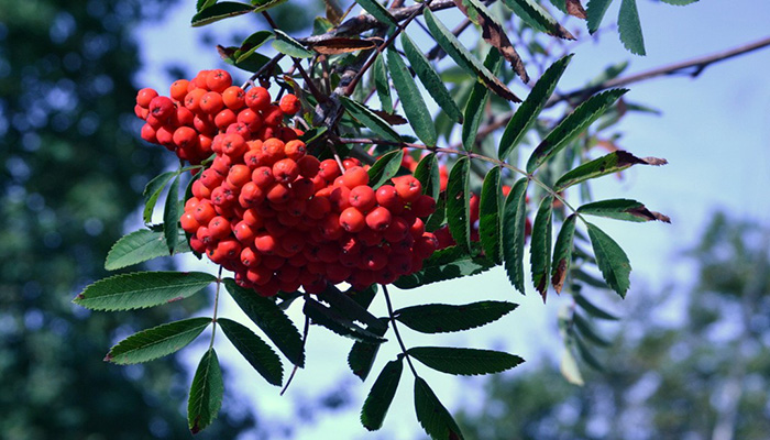 Azarollo (Sorbus aucuparia). Origen, Descripción, Cultivo, Cuidados Y Usos