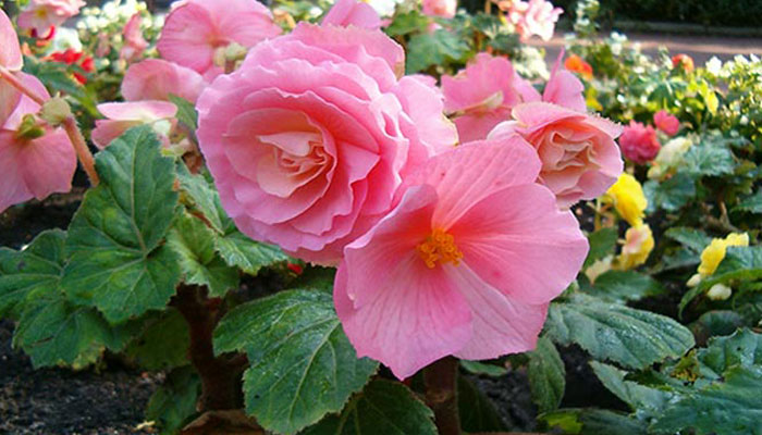 Begonia Tuberosa. Descripción, Variedades, Cultivo, Cuidados Y Usos