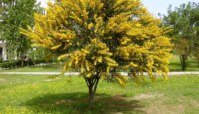 13 Beneficios Y Propiedades De La Acacia