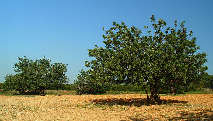 5 Beneficios Y Propiedades De La Algarrobera