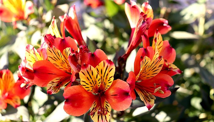 12 Beneficios Y Propiedades De La Alstroemeria