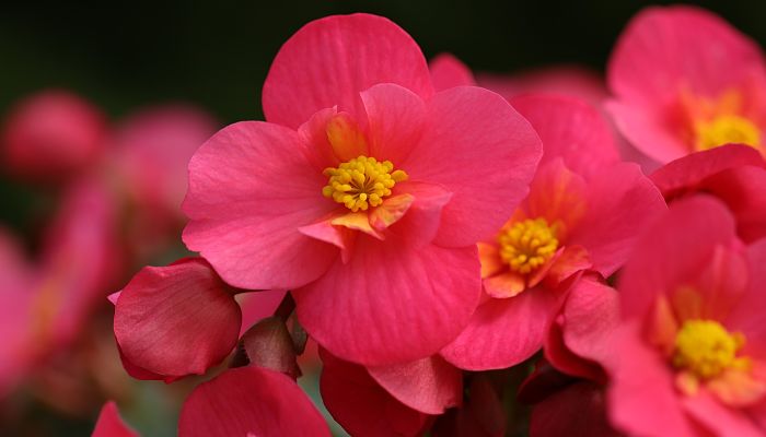 5 Beneficios Y Propiedades De La Begonia