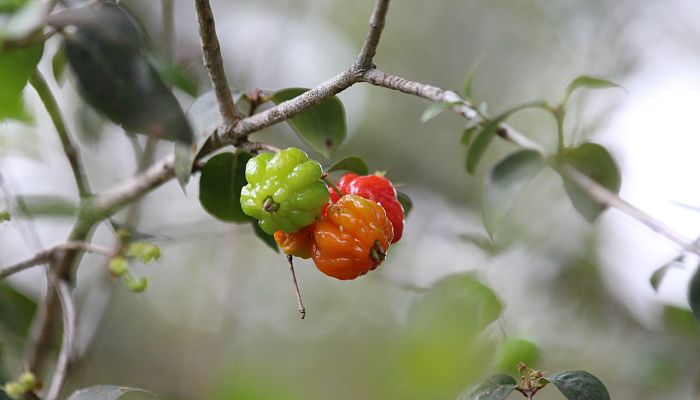 12 Beneficios Y Propiedades De La Cereza De Cayena