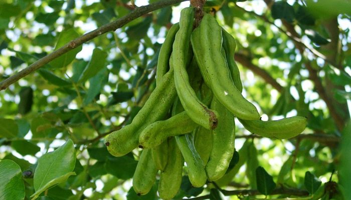 8 Beneficios Y Propiedades De La Garrofera