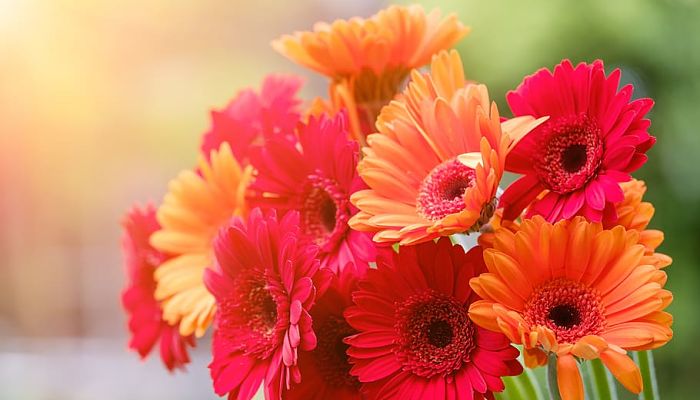 8 Beneficios Y Propiedades De La Gerbera