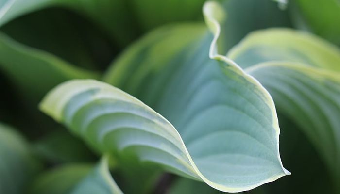 7 Beneficios Y Propiedades De La Hosta