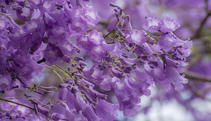 9 Beneficios Y Propiedades De La Jacaranda