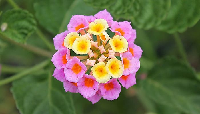 14 Beneficios Y Propiedades De La Lantana