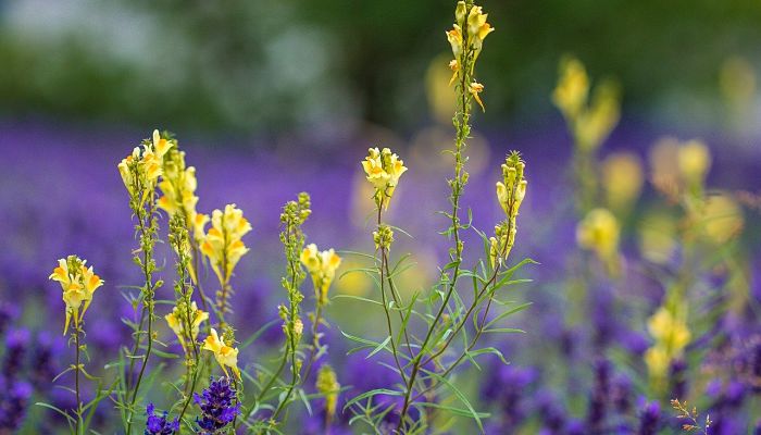 5 Beneficios Y Propiedades De La Linaria