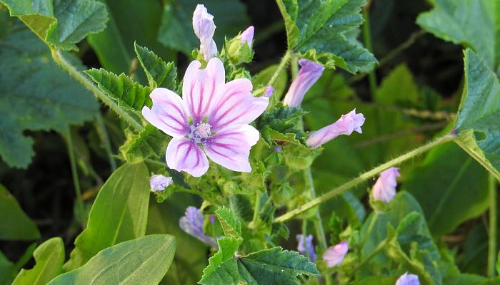 Beneficios Y Propiedades De La Malva