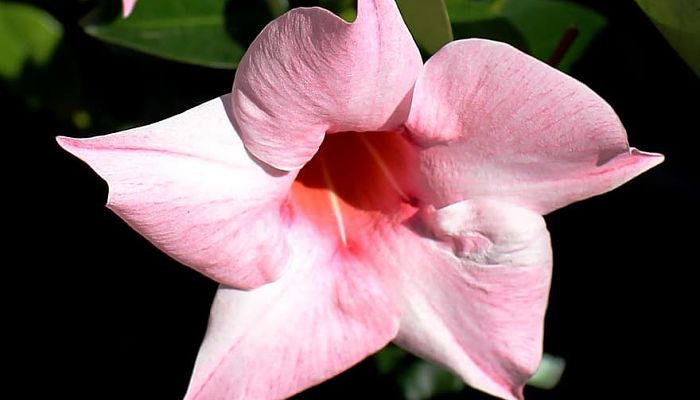 14 Beneficios Y Propiedades De La Mandevilla