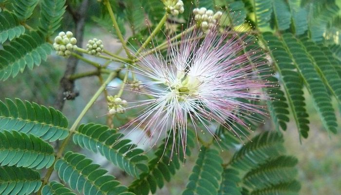 Propiedades Y Beneficios De La Mimosa