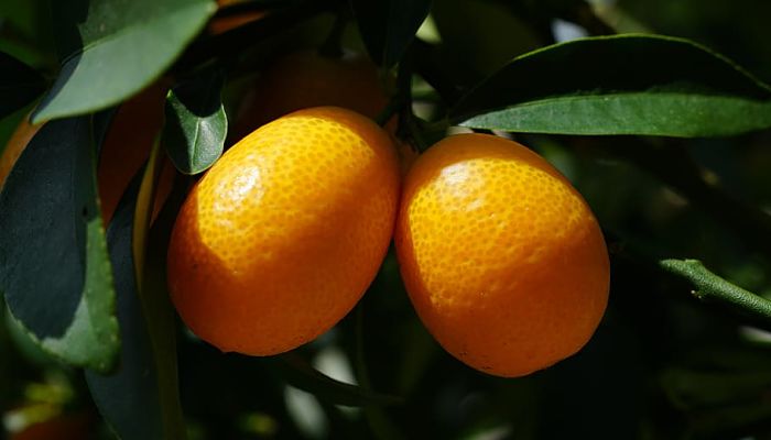 9 Beneficios Y Propiedades De La Naranja Enana