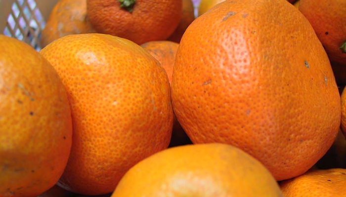 10 Beneficios Y Propiedades De La Naranja Japonesa