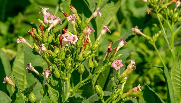 10 Beneficios Y Propiedades De La Nicotiana