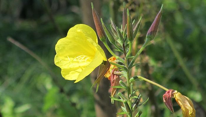 11 Beneficios Y Propiedades De La Oenothera