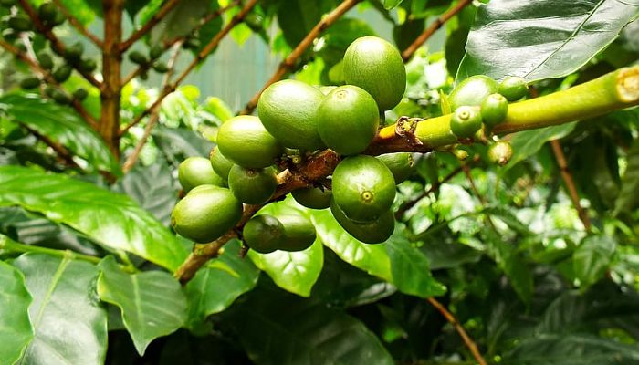 10 Beneficios Y Propiedades De La Planta De Café