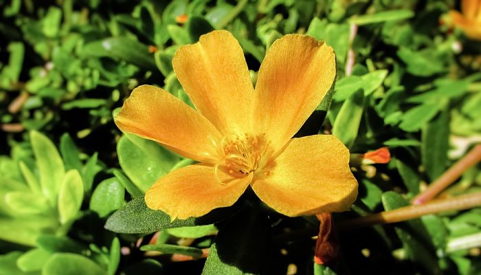 14 Beneficios Y Propiedades De La Portulaca