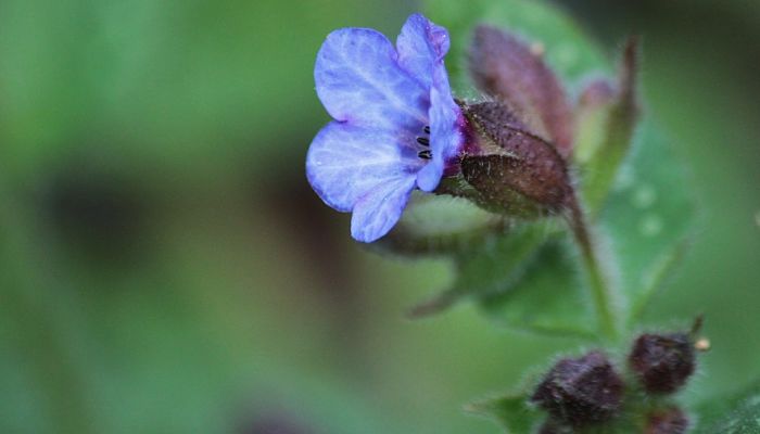 8 Beneficios Y Propiedades De La Pulmonaria