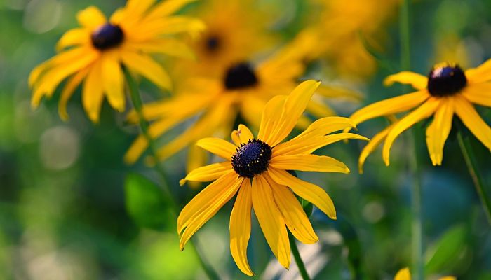 11 Beneficios Y Propiedades De La Rudbeckia