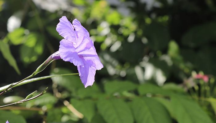 12 Beneficios Y Propiedades De La Ruellia