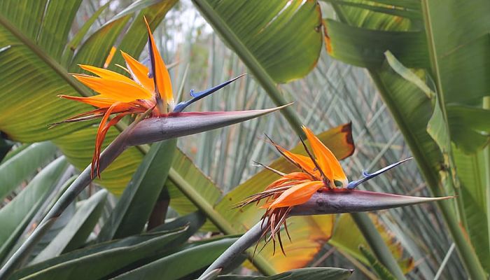 5 Beneficios Y Propiedades De La Strelitzia