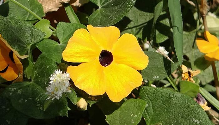 8 Beneficios Y Propiedades De La Thunbergia