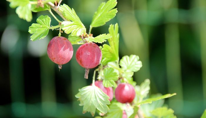 9 Beneficios Y Propiedades De La Uva Crespa